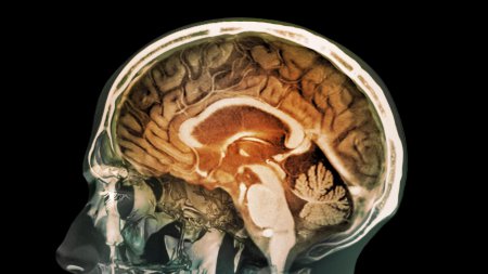 Учёные: Сканер мозга может заменить сканер отпечатков пальцев
