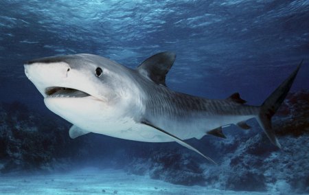 Учёные: Конечности человека могли развиться из жабр акулы