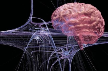 Ученые из США решили оживить мертвый мозг человека
