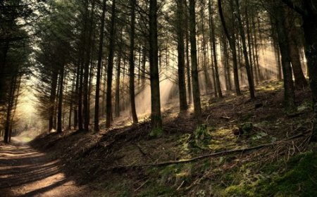 Старые леса могут защитить от высоких температур - Ученые
