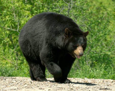 Медведи помогают дикой вишне «сбежать» от изменения климата в горы