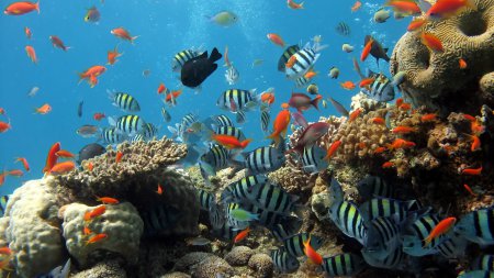 Учёные: Глубоководное биоразнообразие в опасности из-за изменения климата