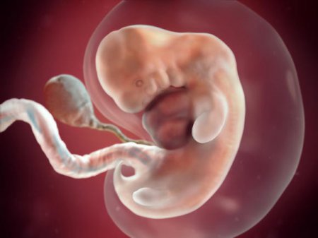 Учёные смогли вырастить в пробирке двухнедельный человеческий эмбрион