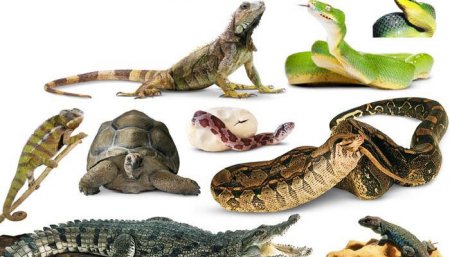 Ученые назвали десять самых популярных рептилий на Земле