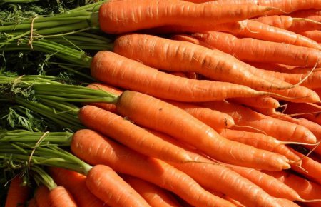 Учёные рассказали, когда появилась современная морковь