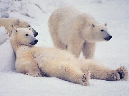 Ученые осуществили сбор данных о популяции белых медведей на Чукотке