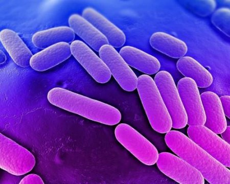 Ученые: бактерии обладают характером