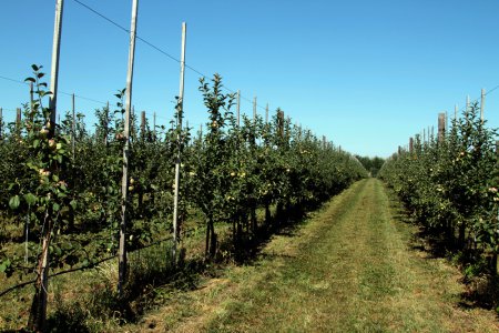 «ЗАО «Агрофирма имени 15 лет Октября» заложило 108 гектаров интенсивных яблоневых садов» Сельское хозяйство