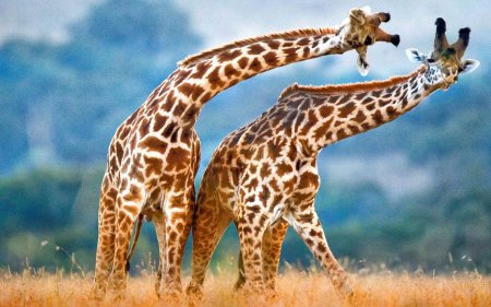 Генетики выявили причину длинной шеи жирафа