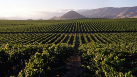 «Дагестанские аграрии перевыполнили план по весенней закладке виноградников» Сельское хозяйство