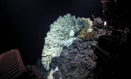 В Тихом океане нашли самую большую губку в мире