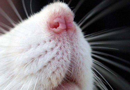 Учёные обнаружили у мышей альтернативные обонятельные рецепторы