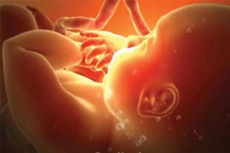 В Нидерландах намерены разрешить выращивать эмбрионы человека для опытов