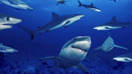 Ученые доказали, что акулы обладают признаками личности