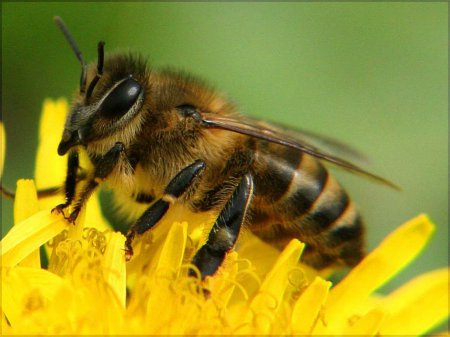 Ученые: Пчелы способны видеть электрические поля