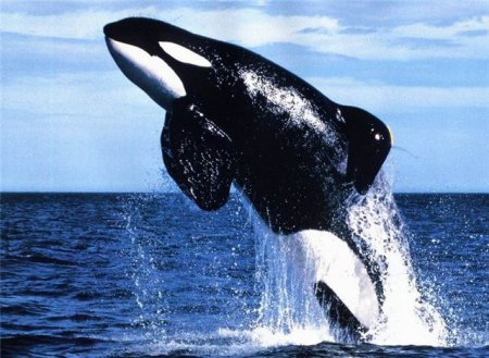 Ученые: между китами-убийцами и людьми есть прямое сходство