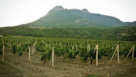 «В Крыму заложено почти 500 га новых садов и виноградников» Сельское хозяйство