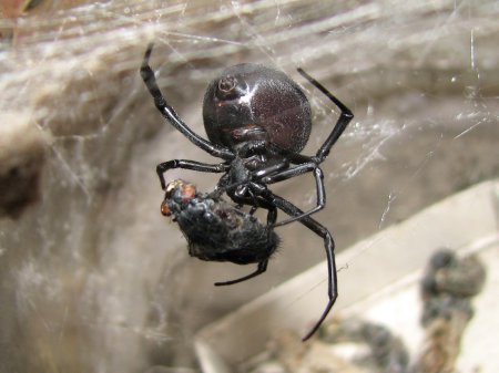 "Идущие на смерть" пауки-самцы предпочитают молодых и упитанных самок