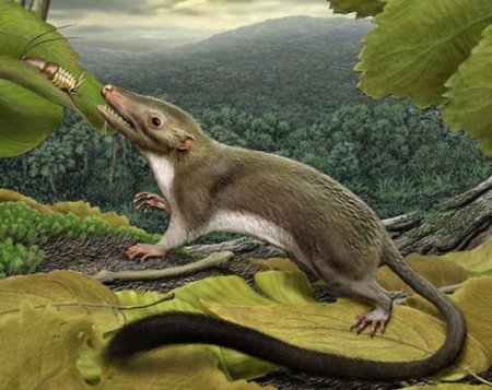 Ученые: Расцвет млекопитающих начался задолго до вымирания динозавров