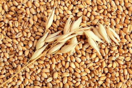 Ученые: Употребление зерна снижает риск ранней смерти