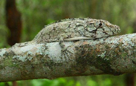 Ученые обнаружили новый вид ящериц в Доминиканской Республике