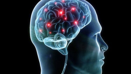 Ученые узнали, как «омолодить» головной мозг