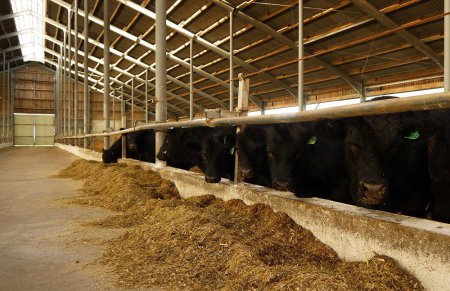 «Поголовье коров в Калининградской области превысило 50 тысяч голов» Сельское хозяйство