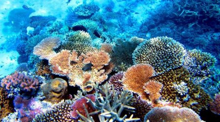 Ученые: Найдены бактерии, способные спасти коралловые рифы