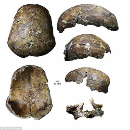 Ученые обнаружили 37 000-летний череп способный переписать историю