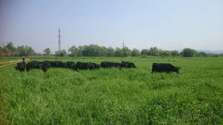 «В Сахалинской области начали развивать мясное животноводство» Сельское хозяйство