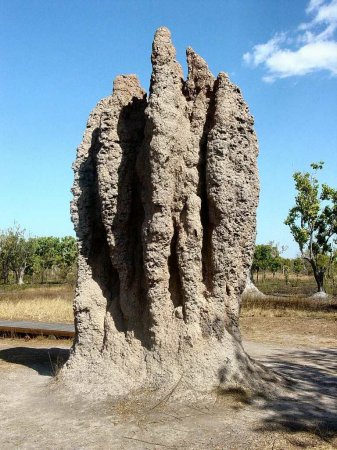 Ученые: Термиты «опередили» людей в земледелии на 25 миллионов лет