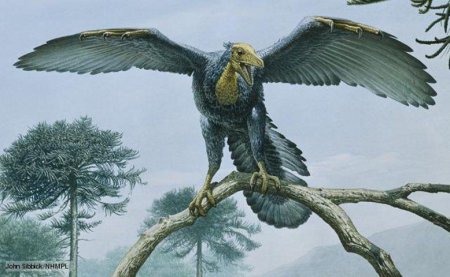 Палеонтологи нашли крылья птиц, обитавших во времена существования динозавров