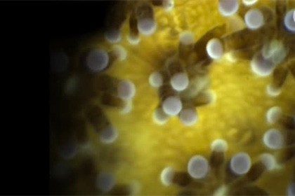 Учёные сняли на видео поцелуи кораллов