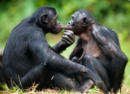 Для предотвращения агрессии самки шимпанзе применяют «сексуальные уловки»