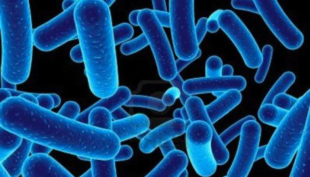 Гуляющий эффект антибиотиков ученые объяснили самостоятльностью бактерий