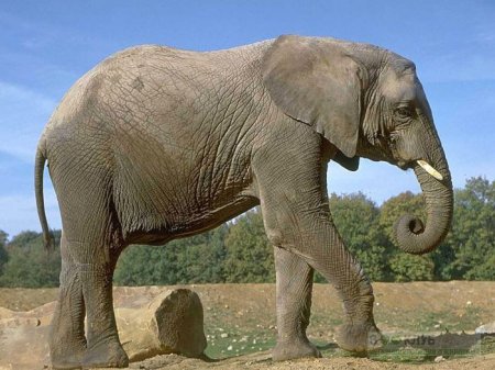 На Южном Урале найден бивень древнего слона