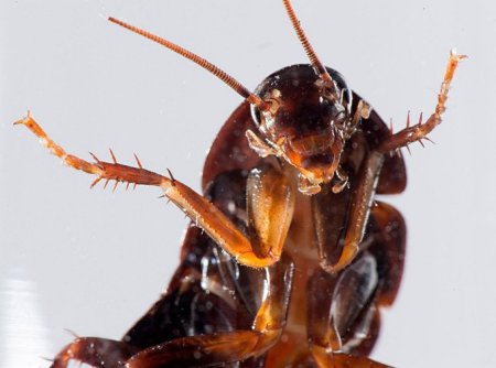 Ученые доказали, что тараканы используют аналог «GPS» для ориентации
