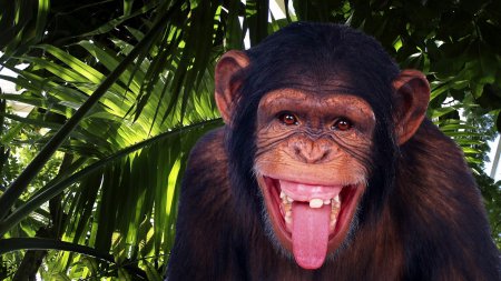 Ученые: Шимпанзе способны создать микроволновую печь