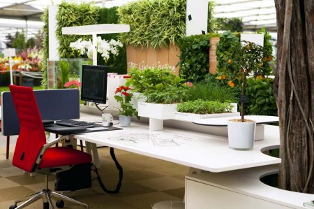 Ученные сообщили о благоприятном влиянии комнатных растений в офисах