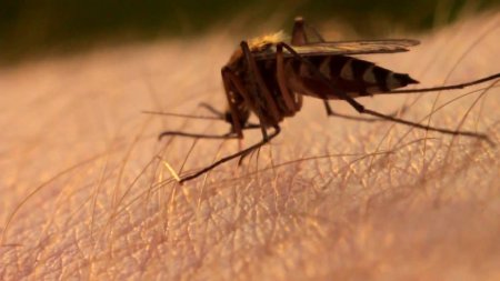 Борьба с комарами-переносчиками вируса Зика начата учеными