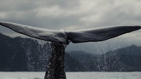 Дельфины и киты скорбят по своим умершим – учёные