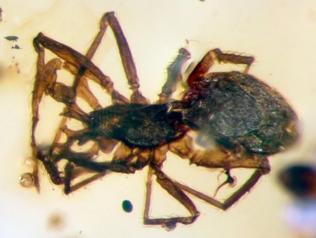 В США исследователи нашли двух очень древних пауков, которым почти 100 миллионов лет