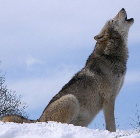 Ученые: В США остался только один вид волков