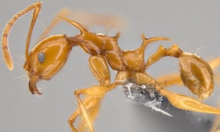 Ученые назвали муравьев в честь драконов из "Игры Престолов"