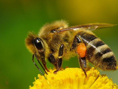 Ученые: Химические вещества убивают у медоносных пчел способность к размножению