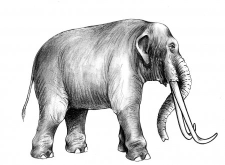 Учёным стало известно, чем питались родственники слонов 2 млн лет назад