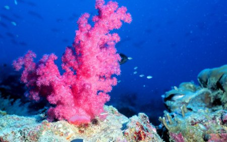В борьбе с туберкулезом поможет выделенное из кораллов вещество