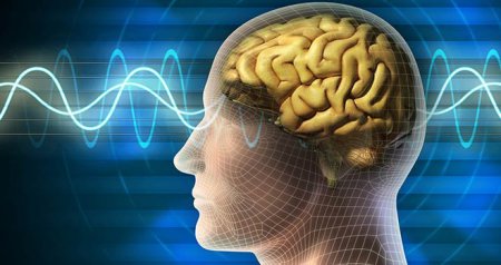 Ученые: Сжатие в части мозга может привести к потере памяти