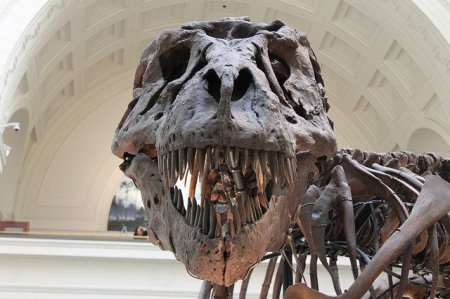 Ученые: динозавры видели намного больше вариантов красного, чем человек