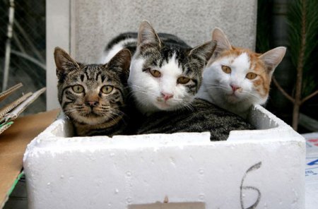 Ученые нашли разницу между котом и кошкой